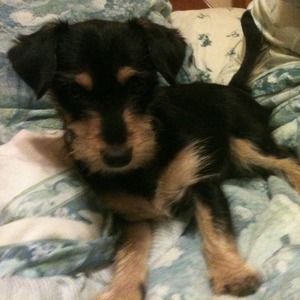 Meet your Posher, Dora